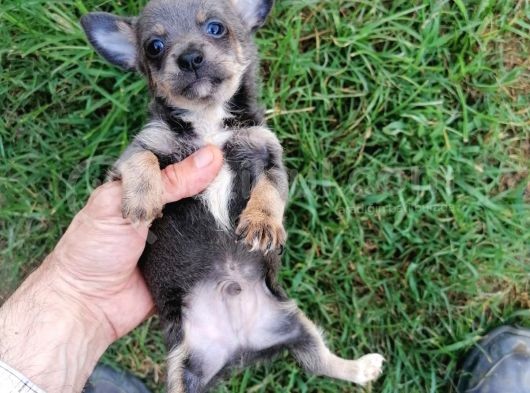 Güzeller Güzeli  Chihuahua Kızımız görsel