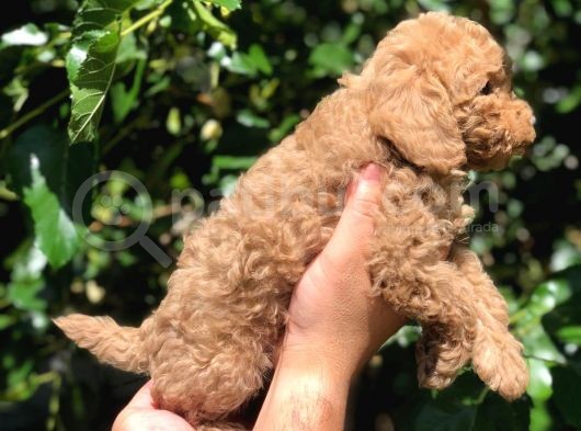 Anne Altında Toy Poodle Yavrular
