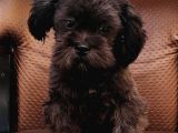 Cocker Poodle Mix (Cockapoo)