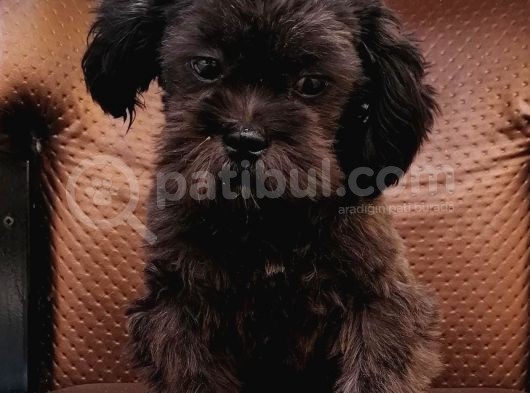 Cocker Poodle Mix (Cockapoo) görsel