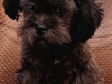 Cocker Poodle Mix (Cockapoo)
