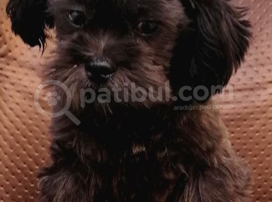 Cocker Poodle Mix (Cockapoo) görsel
