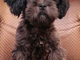 Cocker Poodle Mix (Cockapoo)
