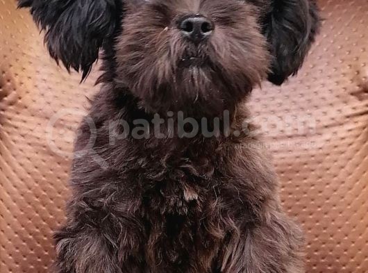 Cocker Poodle Mix (Cockapoo) görsel