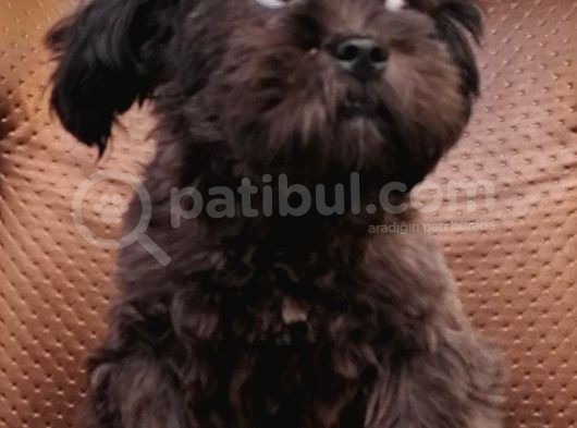 Cocker Poodle Mix (Cockapoo)