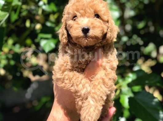 Orijinal Red Toy Poodle Yavrumuz Mevcuttur