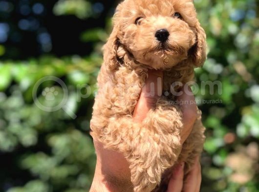 Orijinal Red Toy Poodle Yavrumuz Mevcuttur görsel