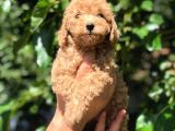 Orijinal Red Toy Poodle Yavrumuz Mevcuttur