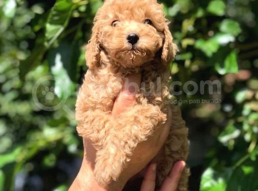 Orijinal Red Toy Poodle Yavrumuz Mevcuttur görsel