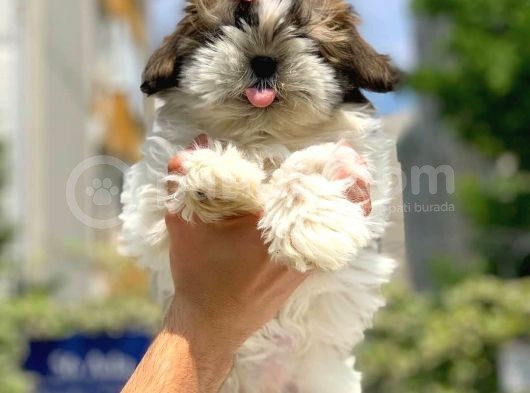 Orijinal Shih Tzu Yavrumuz Mevcuttur görsel