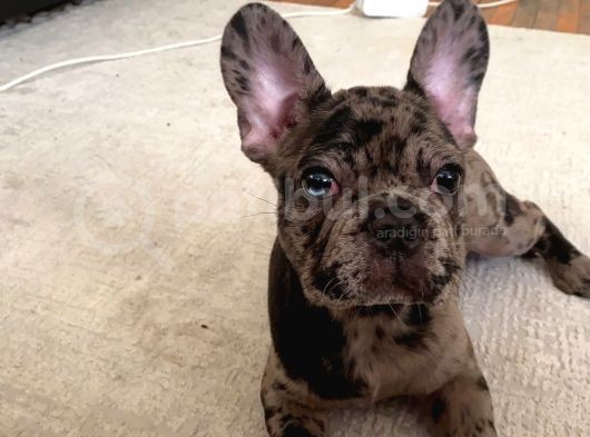 Safkan Merle French Bulldog