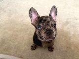 Safkan Merle French Bulldog