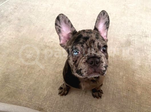 Safkan Merle French Bulldog görsel