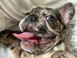 Safkan Merle French Bulldog