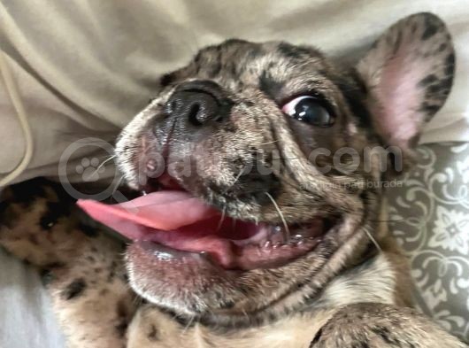 Safkan Merle French Bulldog görsel