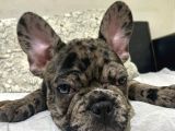 Safkan Merle French Bulldog