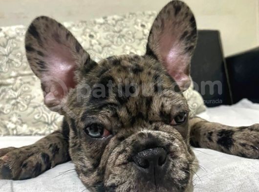 Safkan Merle French Bulldog görsel
