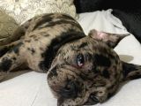 Safkan Merle French Bulldog