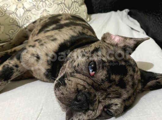 Safkan Merle French Bulldog görsel