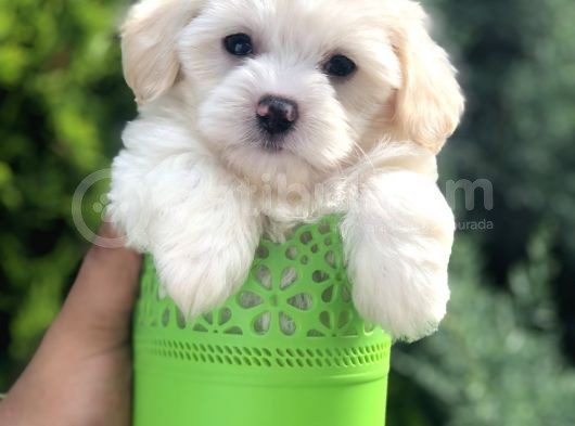 Dizayn Irk Maltıpoo Yavrularımız