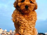 Poodle Yavrularımız Gelmiştir