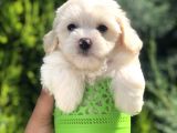 Dizayn Irk Maltıpoo Yavrularımız