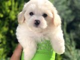 Dizayn Irk Maltıpoo Yavrularımız
