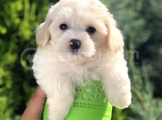 Dizayn Irk Maltıpoo Yavrularımız görsel