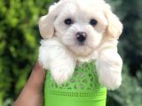 Dizayn Irk Maltıpoo Yavrularımız