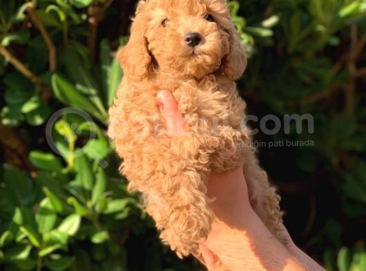 Poodle Yavrularımız Gelmiştir