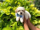 Yakışıklı Maltipoo