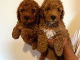 Anne Altından Toy Poodle Kardeşler
