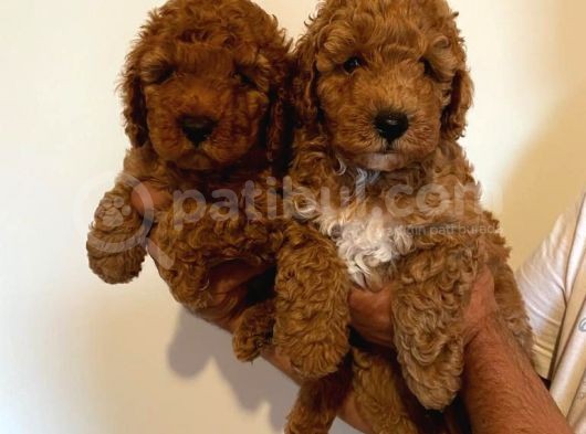 Anne Altından Toy Poodle Kardeşler görsel