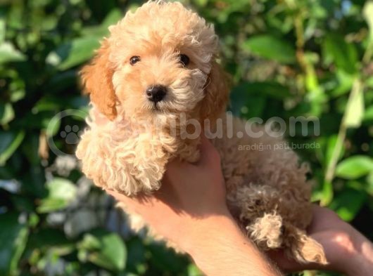 Sevimli Toy Poodle Yavrular görsel