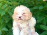 2 Aylık Mükemmel Maltipoo Yavrum