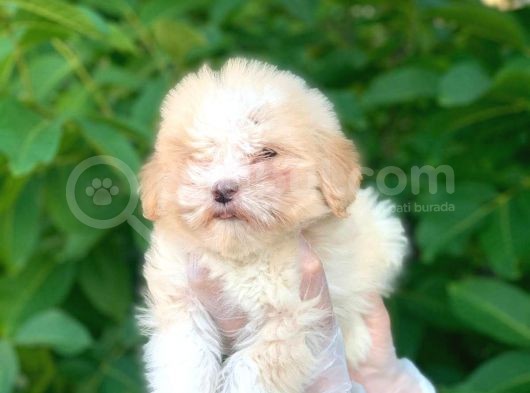 2 Aylık Mükemmel Maltipoo Yavrum görsel