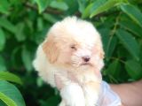 2 Aylık Mükemmel Maltipoo Yavrum