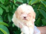 2 Aylık Mükemmel Maltipoo Yavrum