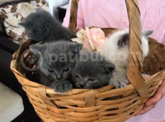 Nadir Bulunan Safkan Bluepoint görsel