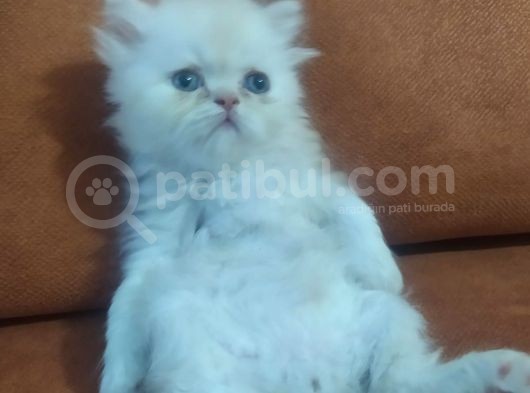 Safkan İran Kedisi (Persian) Bebekler görsel