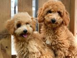 Sevimli Toy Poodle Bebekler