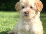 F2 Maltıpoo Yavrumuz