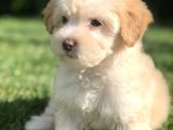 F2 Maltıpoo Yavrumuz