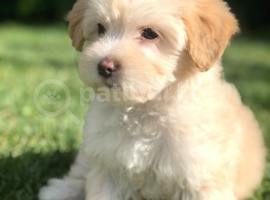 F2 Maltıpoo Yavrumuz