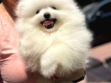 2.5 Aylik Erkek Teddy Bear Pomerani̇an Boo