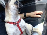 4 Aylık Pug Tüm Aşıları Tam Karneli