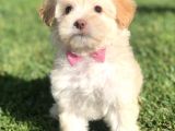 F2 Maltıpoo Yavrumuz