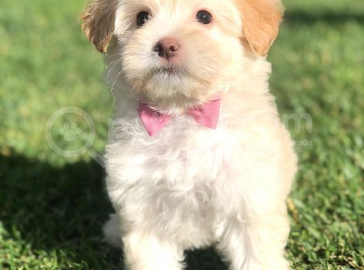 F2 Maltıpoo Yavrumuz görsel