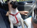 4 Aylık Pug Tüm Aşıları Tam Karneli