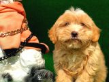 2.5 Aylik Erkek F1 Malti̇poo